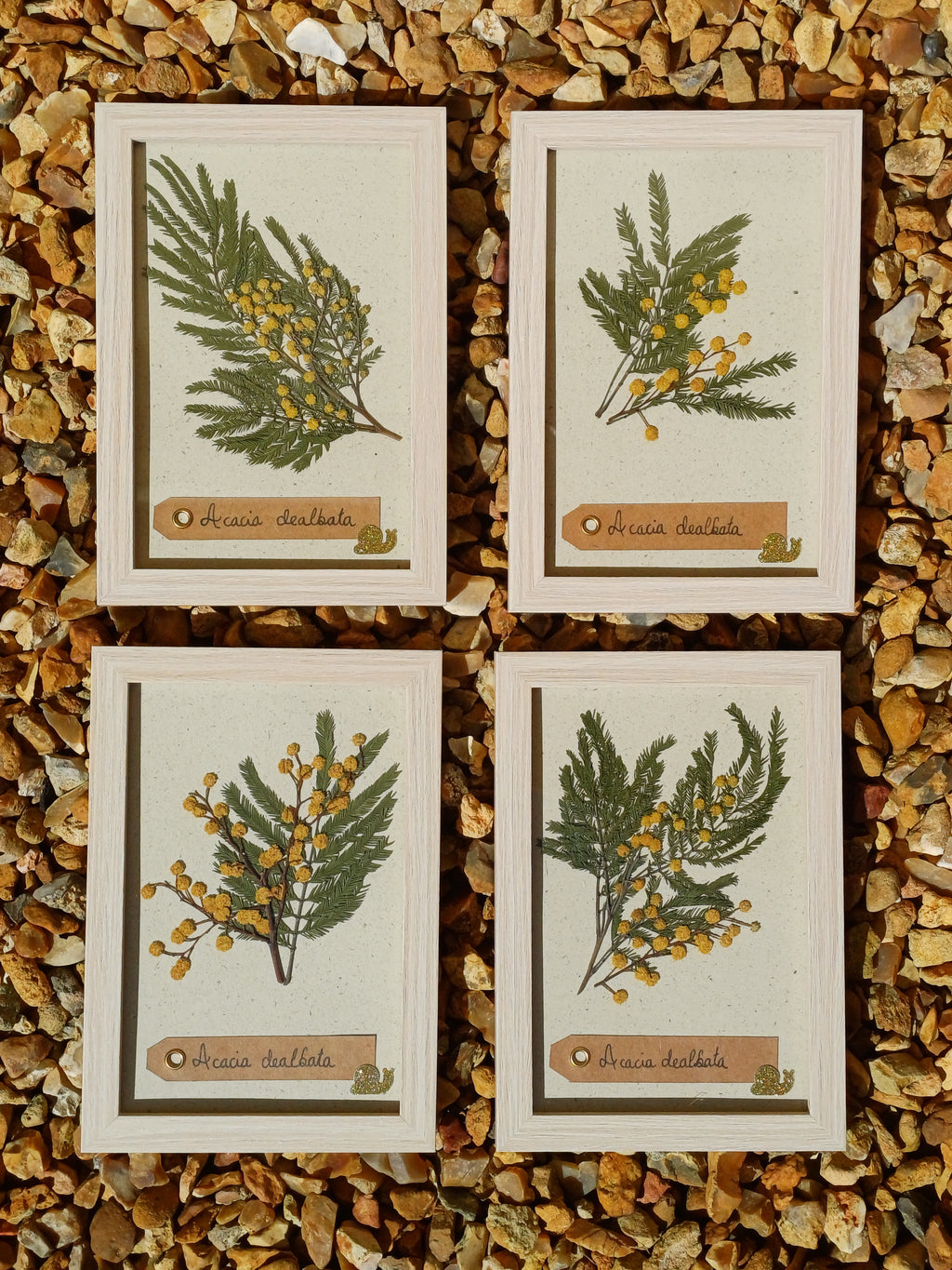Cadre Mimosa (petit)