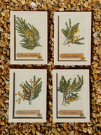 Cadre Mimosa (petit)