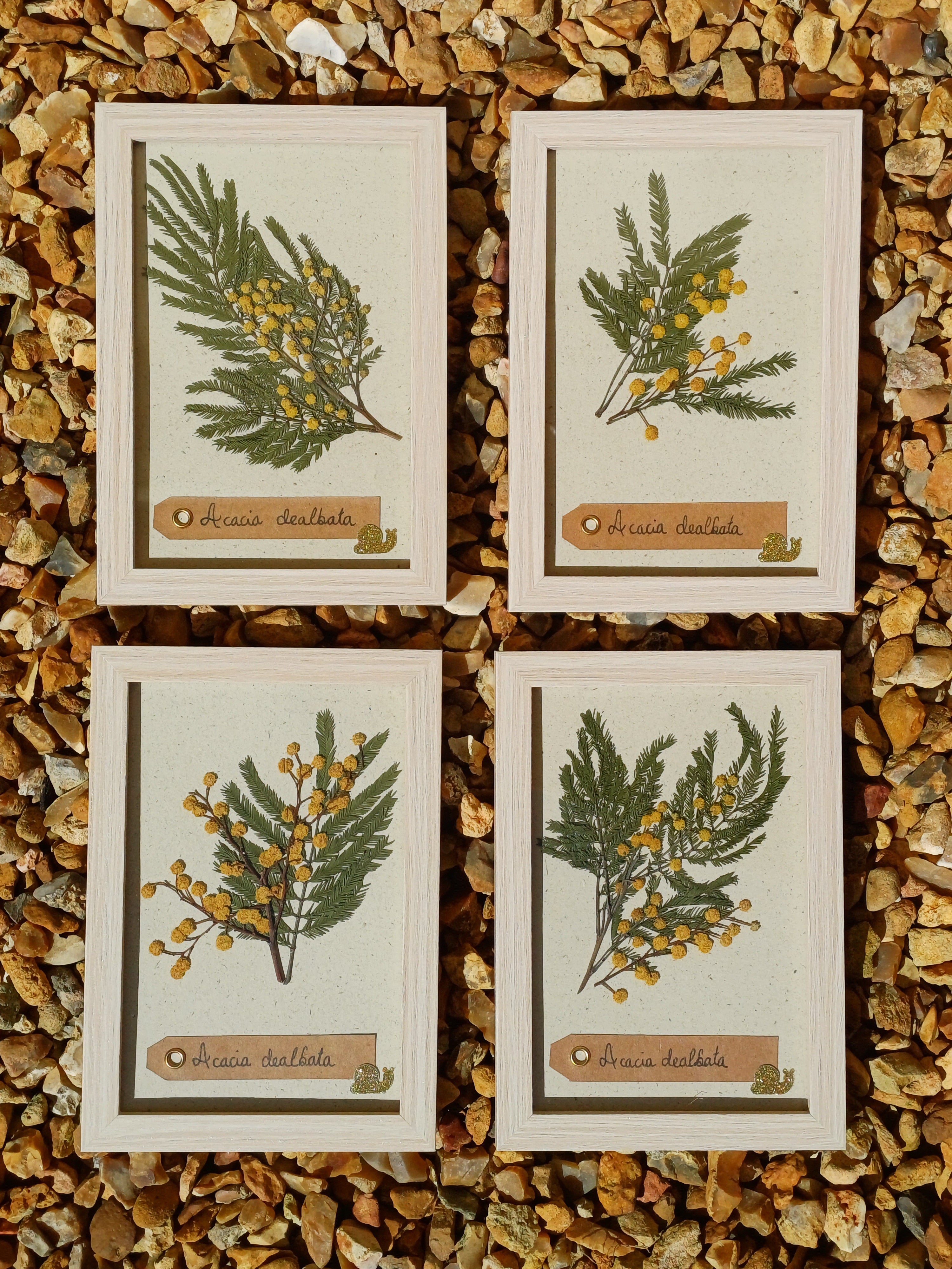 Cadre Mimosa (petit)