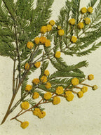 Cadre Mimosa (petit)