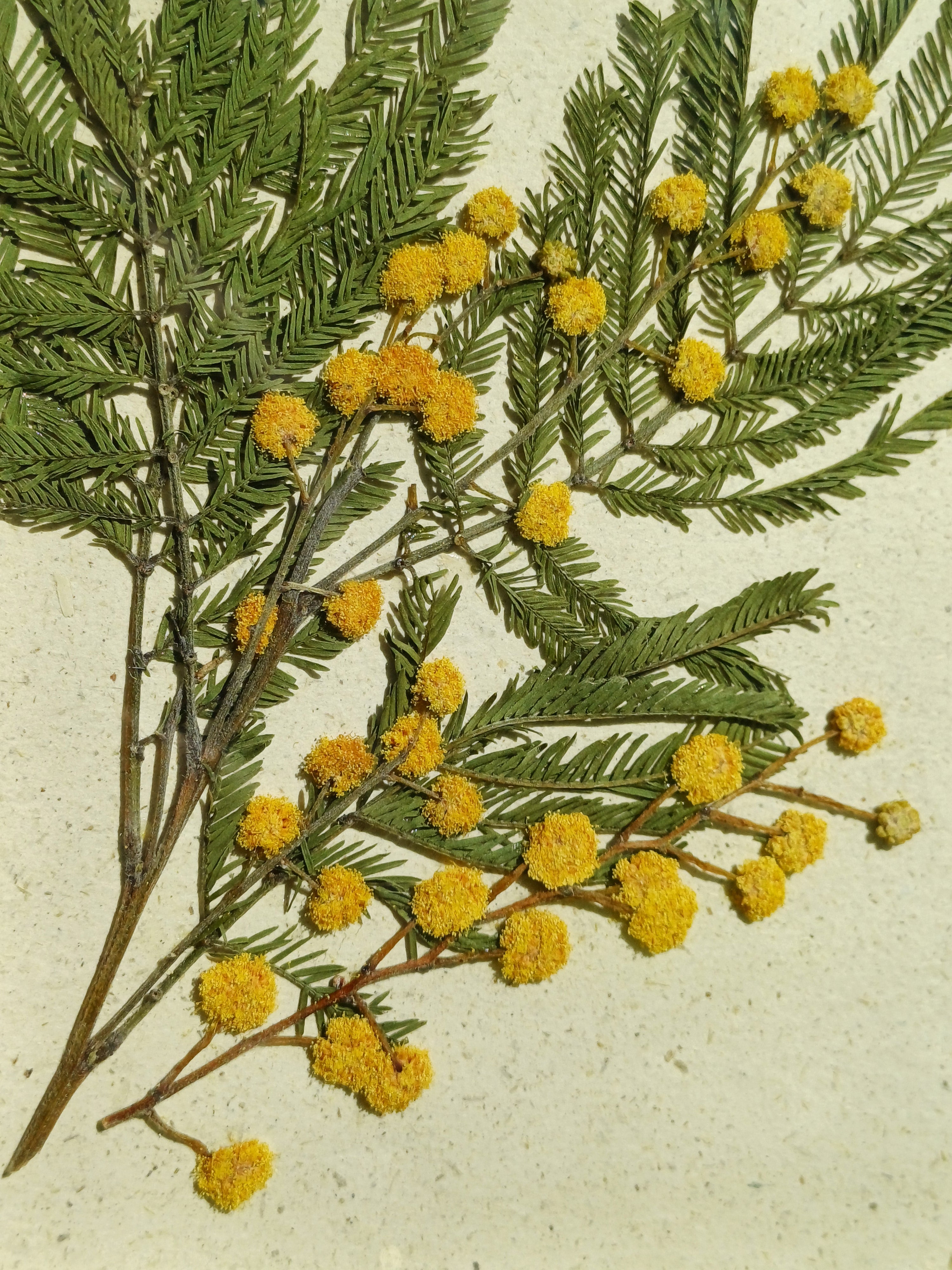 Cadre Mimosa (petit)
