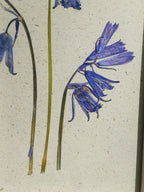 Cadre Jacinthe (petit)