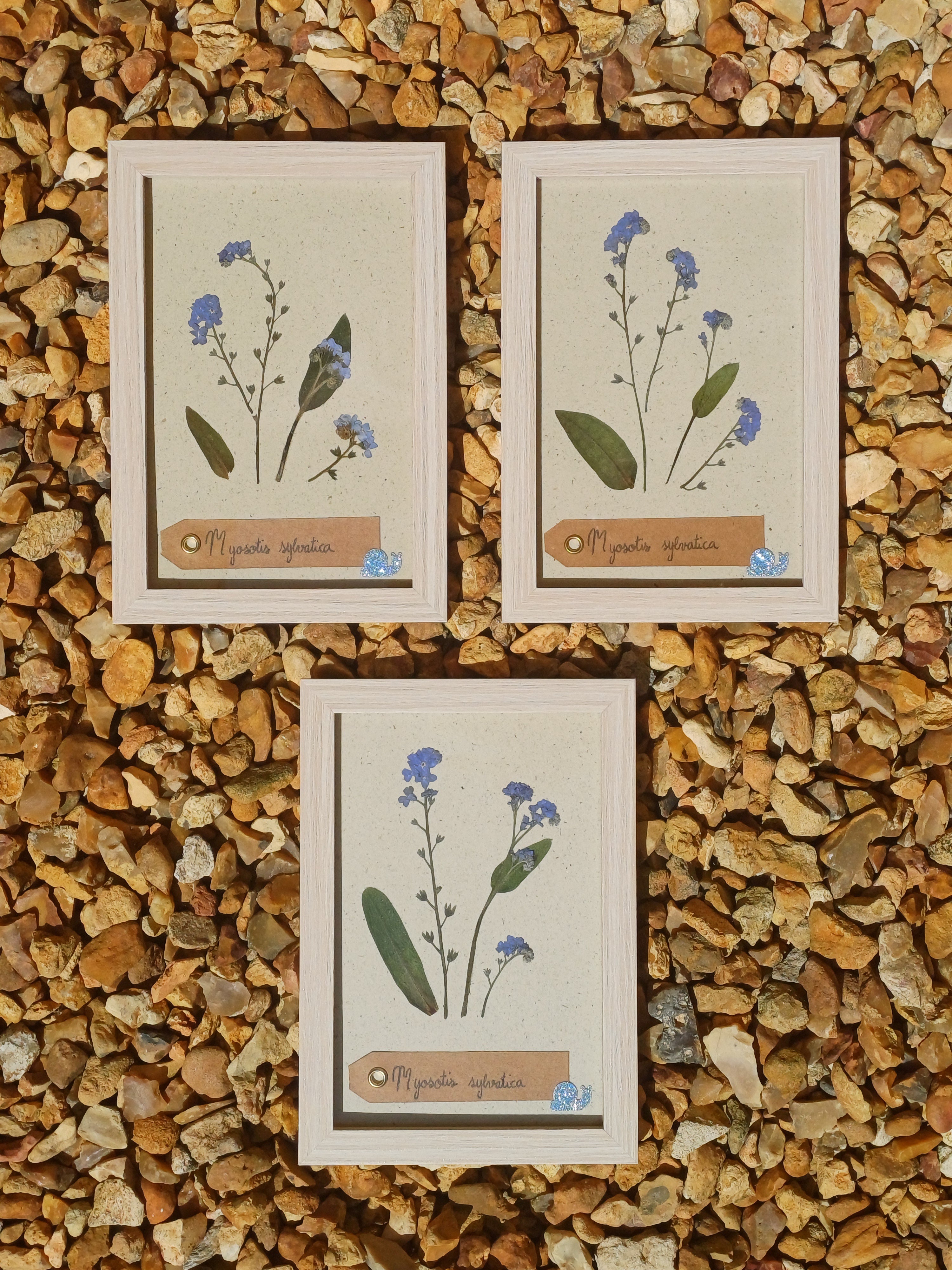 Cadre Myosotis (petit)