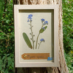 Cadre Myosotis (petit)