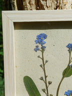 Cadre Myosotis (petit)