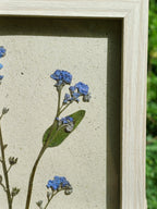 Cadre Myosotis (petit)