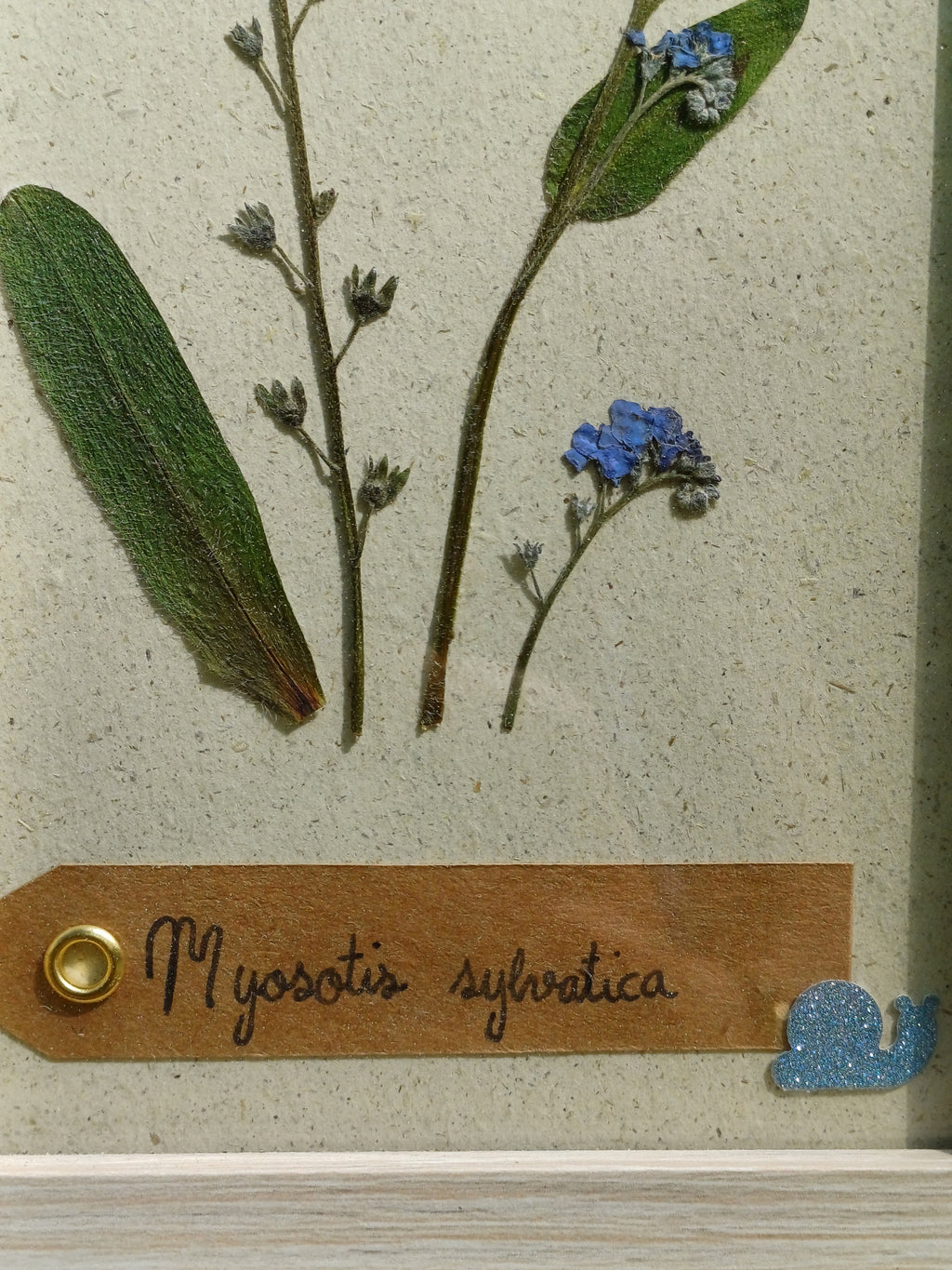 Cadre Myosotis (petit)