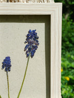 Cadre Muscari (petit)