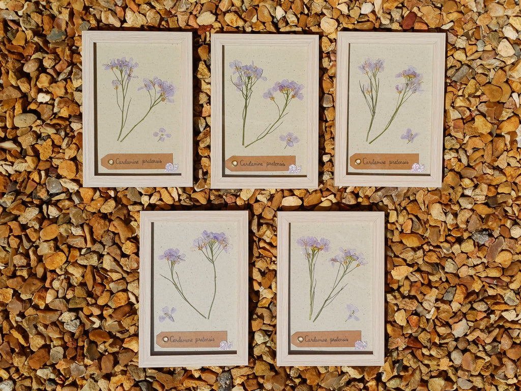 Cadre Cardamine des Prés (petit)