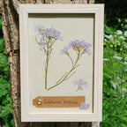 Cadre Cardamine des Prés (petit)