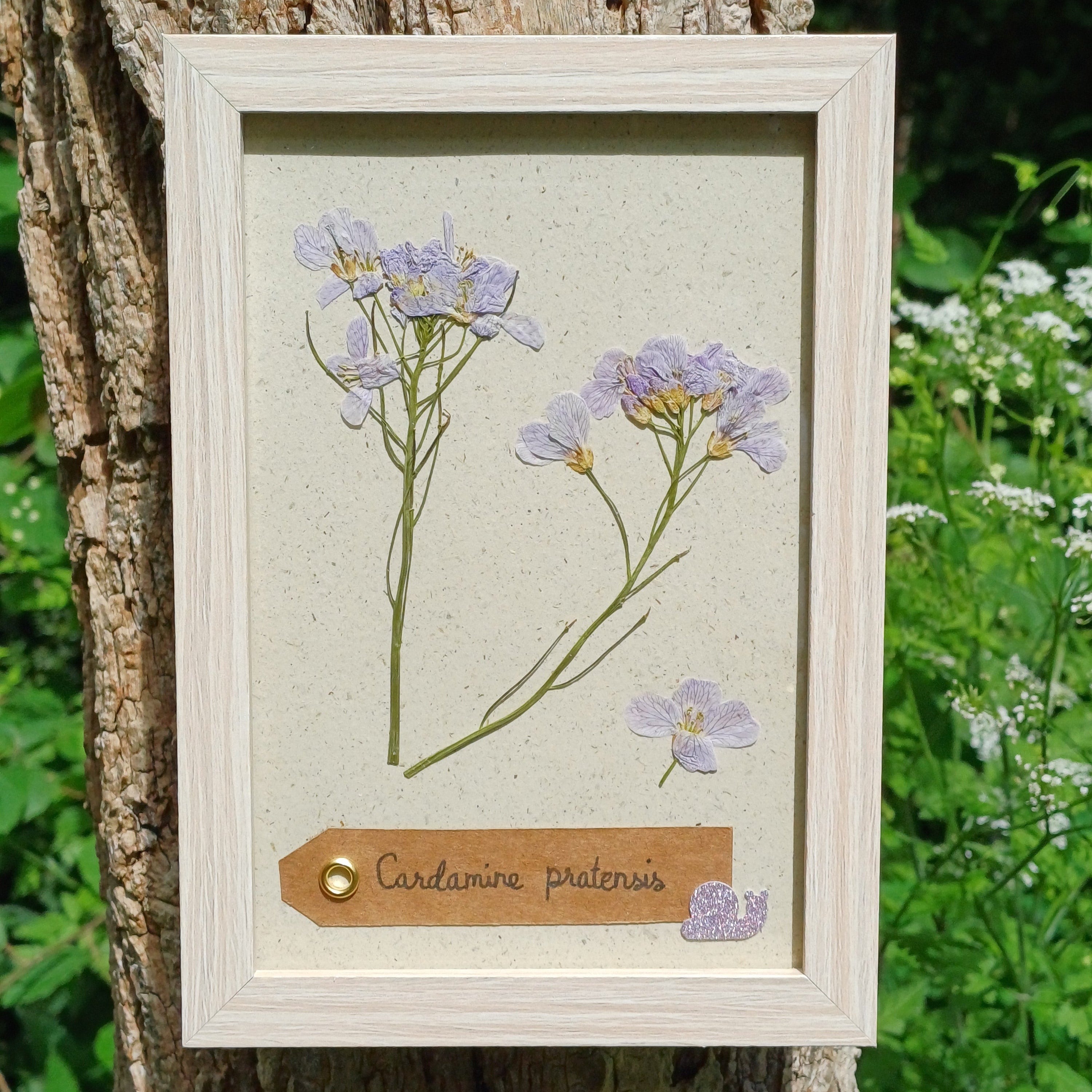 Cadre Cardamine des Prés (petit)