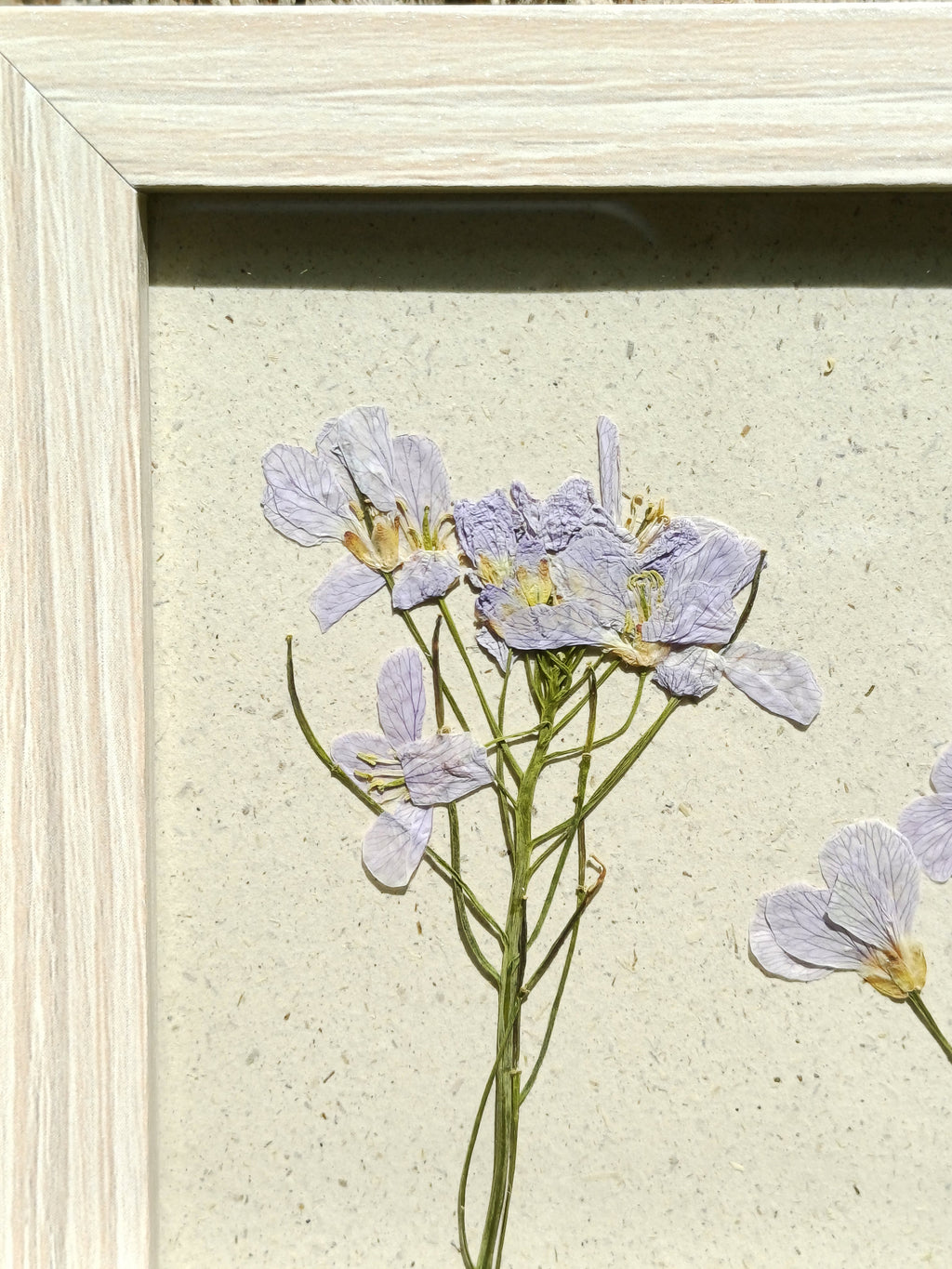 Cadre Cardamine des Prés (petit)