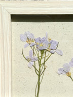 Cadre Cardamine des Prés (petit)