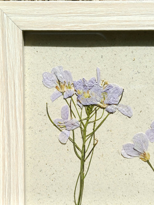 Cadre Cardamine des Prés (petit)