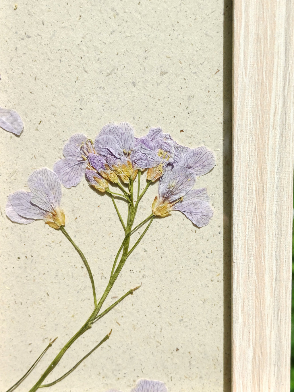 Cadre Cardamine des Prés (petit)
