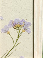 Cadre Cardamine des Prés (petit)