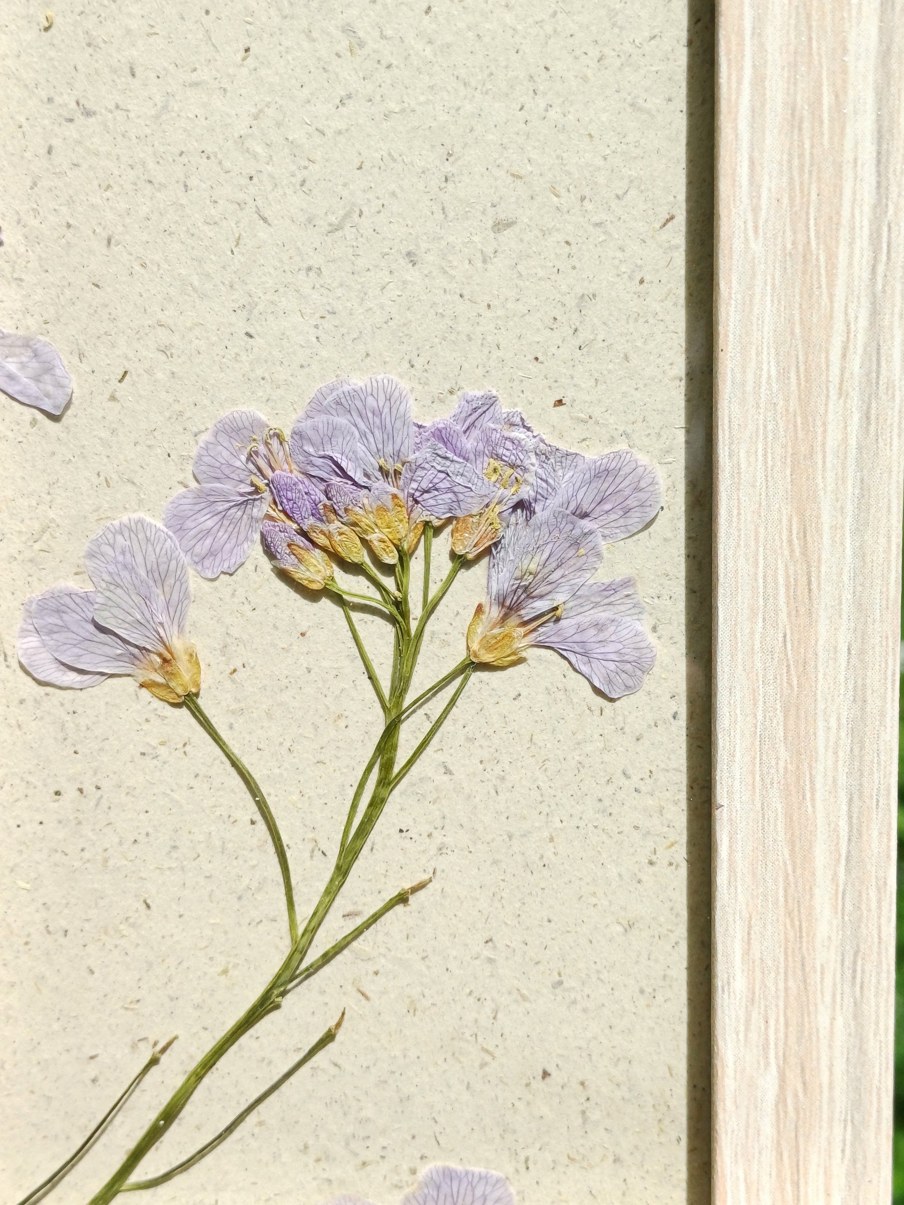 Cadre Cardamine des Prés (petit)