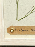 Cadre Cardamine des Prés (petit)