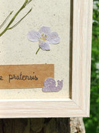 Cadre Cardamine des Prés (petit)