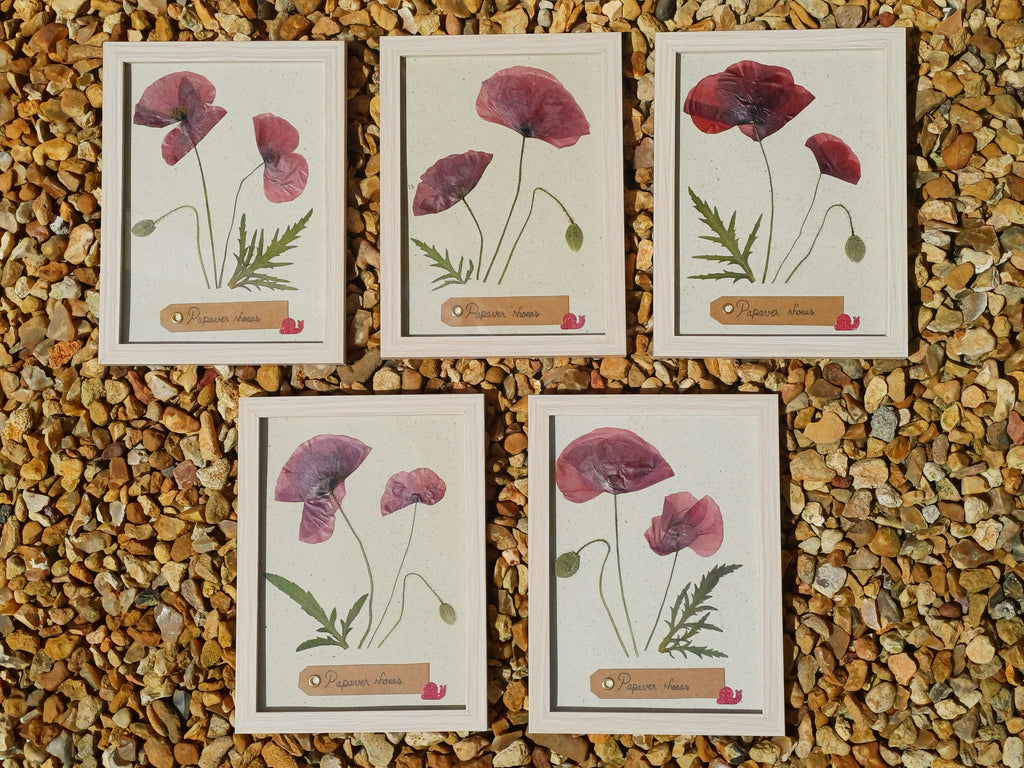 Cadre Coquelicot (moyen)