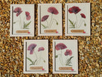Cadre Coquelicot (moyen)