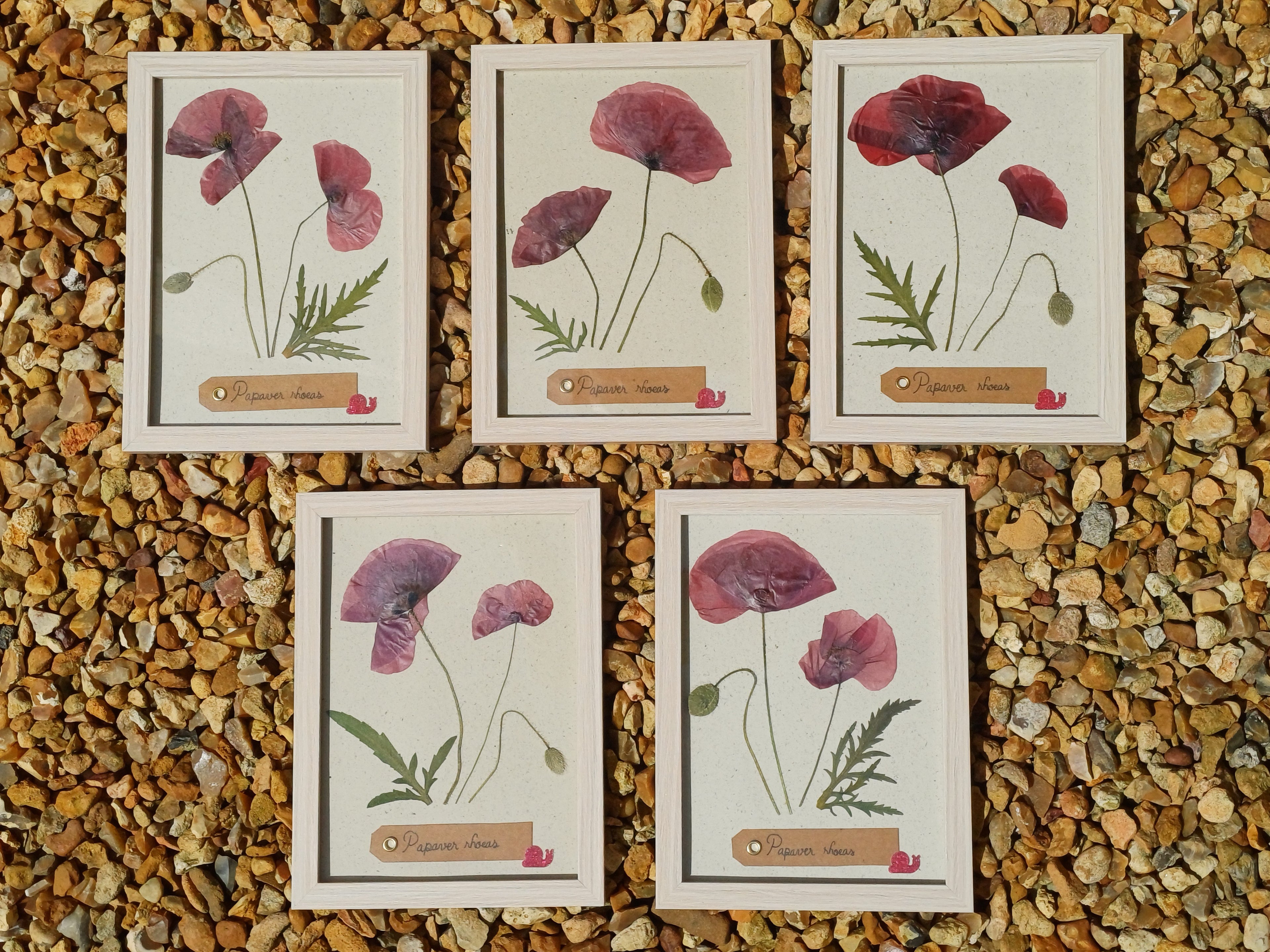 Cadre Coquelicot (moyen)
