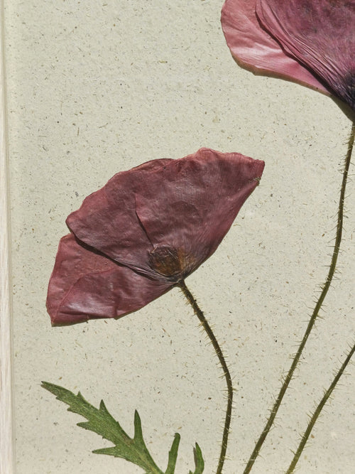 Cadre Coquelicot (moyen)