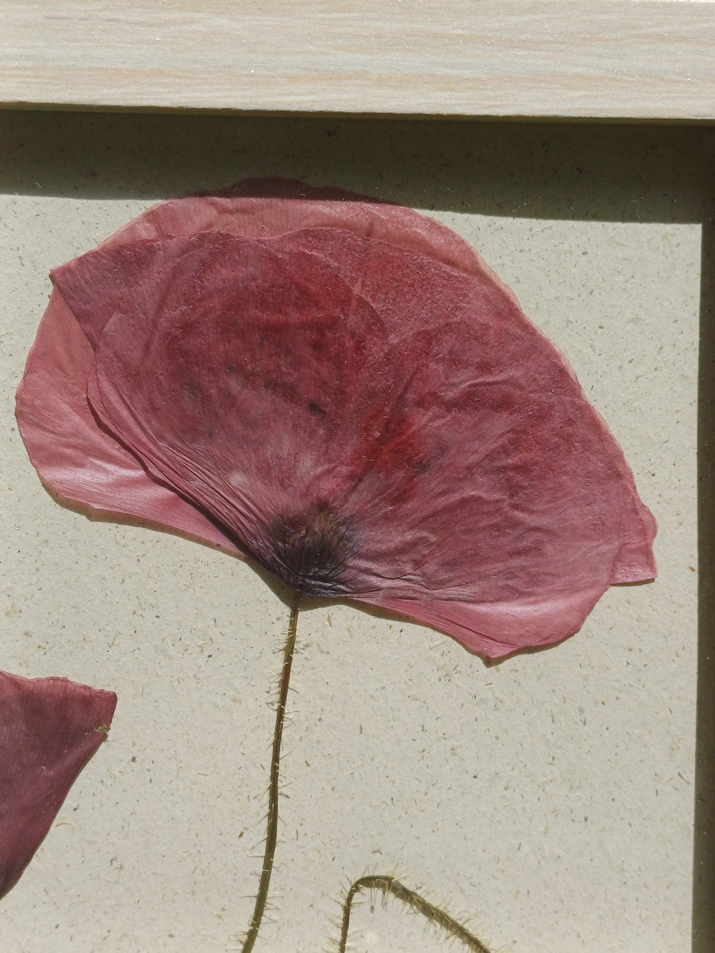 Cadre Coquelicot (moyen)