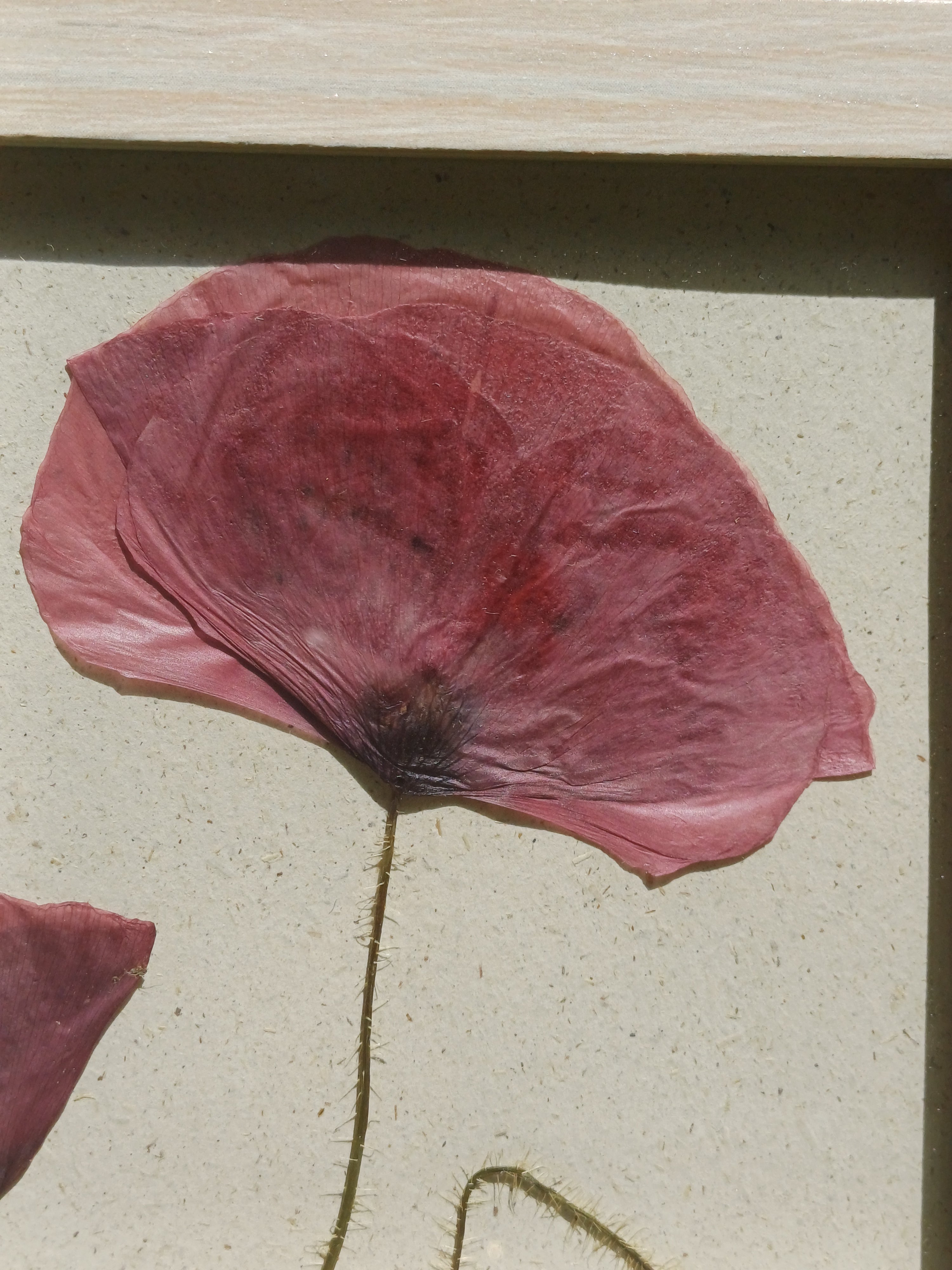 Cadre Coquelicot (moyen)