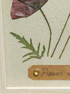 Cadre Coquelicot (moyen)