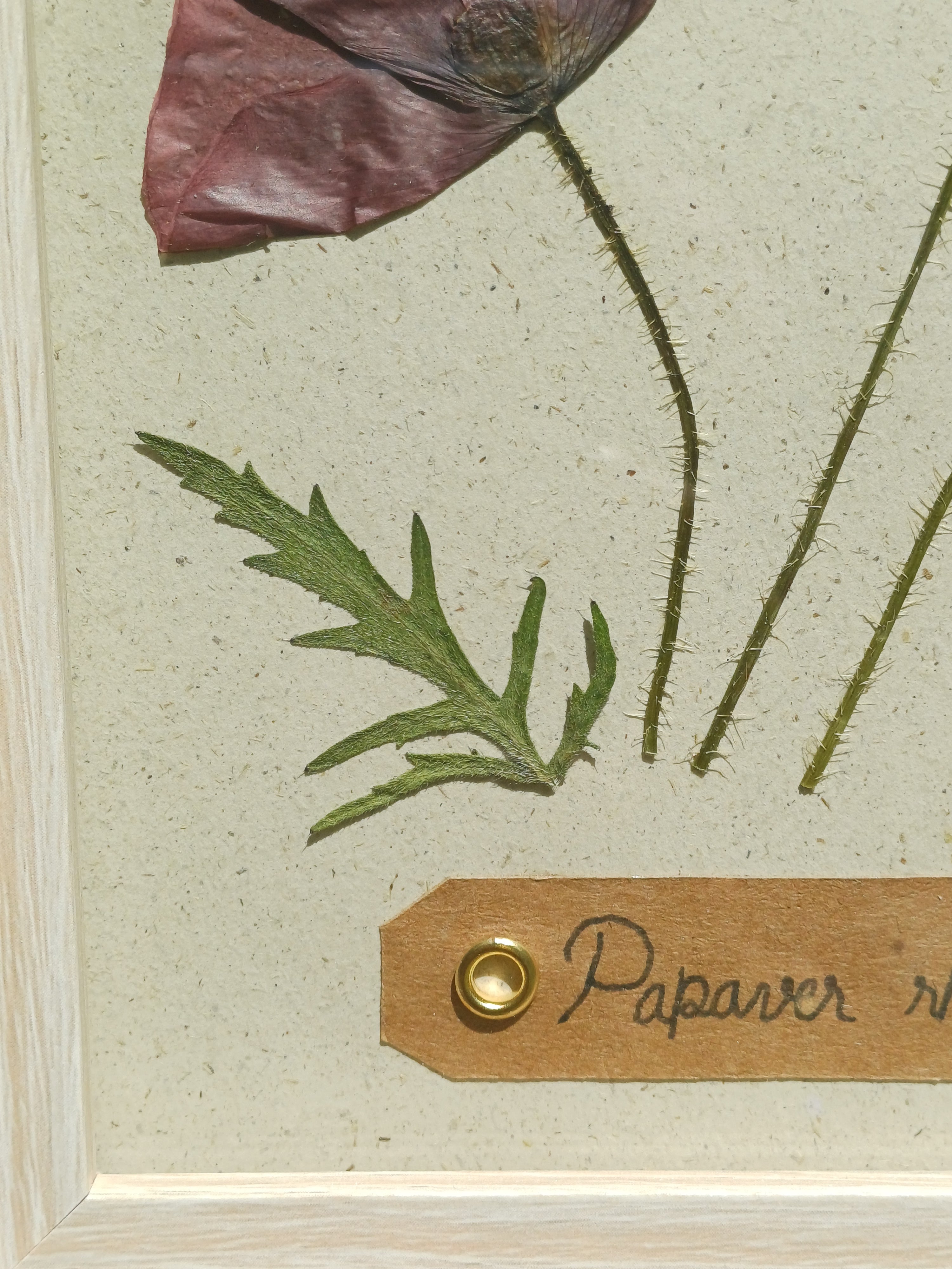 Cadre Coquelicot (moyen)