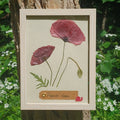 Cadre Coquelicot (moyen)