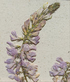 Cadre Sainfoin (petit)