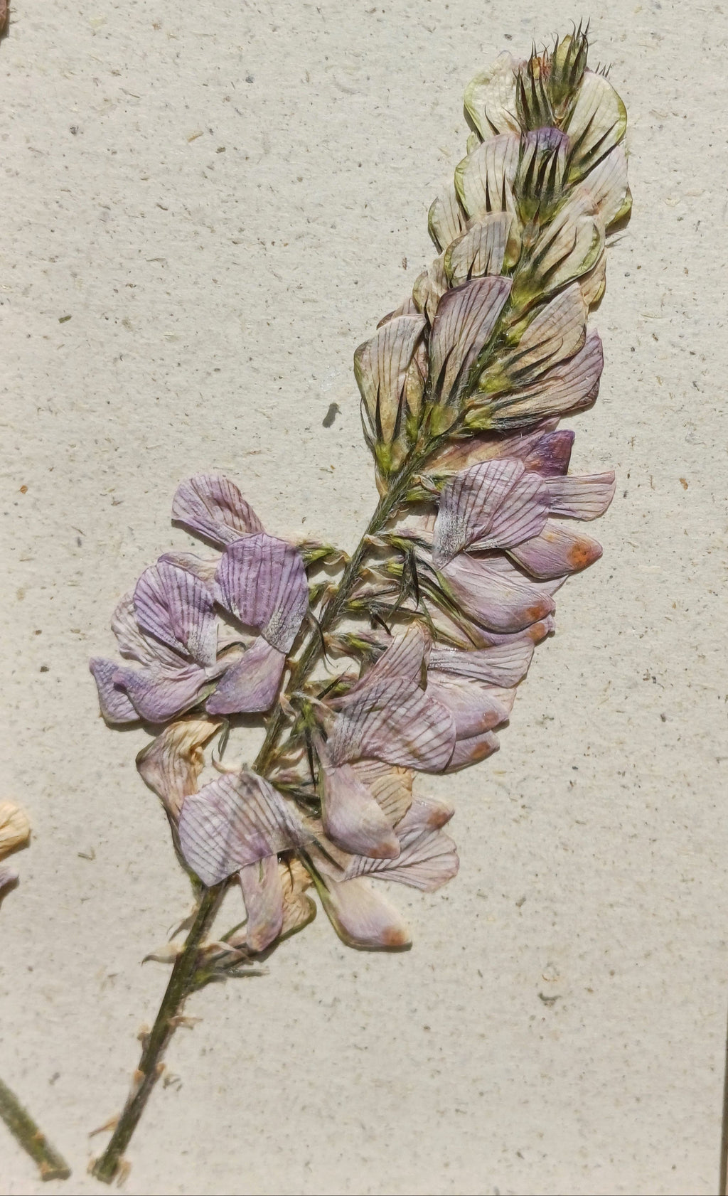 Cadre Sainfoin (petit)