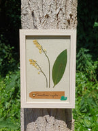 Cadre Muguet (petit)