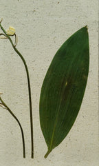 Cadre Muguet (petit)