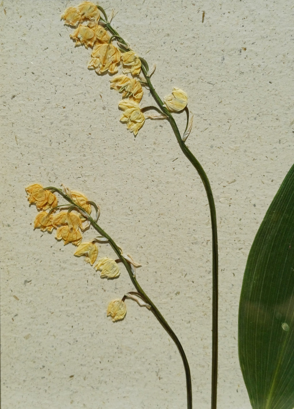 Cadre Muguet (petit)