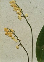 Cadre Muguet (petit)