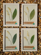 Cadre Muguet (petit)